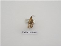 藏品(尺蠖蛾科)的圖片
